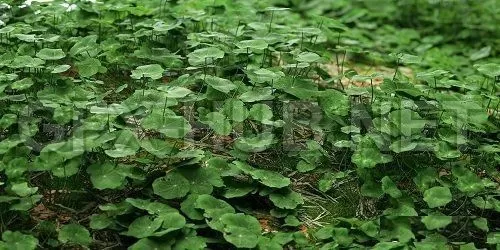 Clover Set (Corona) 3d Models – 210907