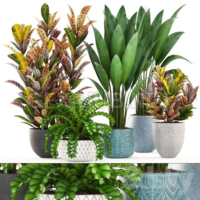 Collection of plants 03 – 211091