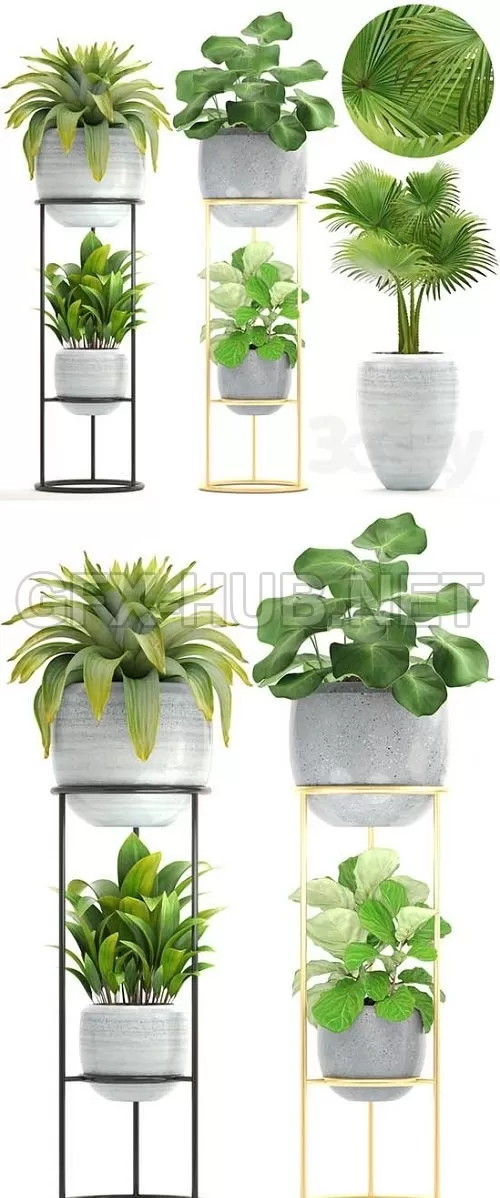 Collection of Plants 16 – 211095