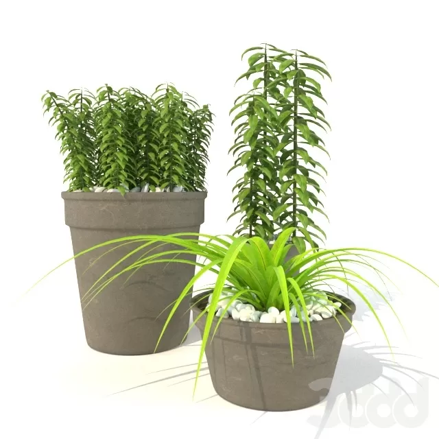 Collection Plants Vol.1 – 211113