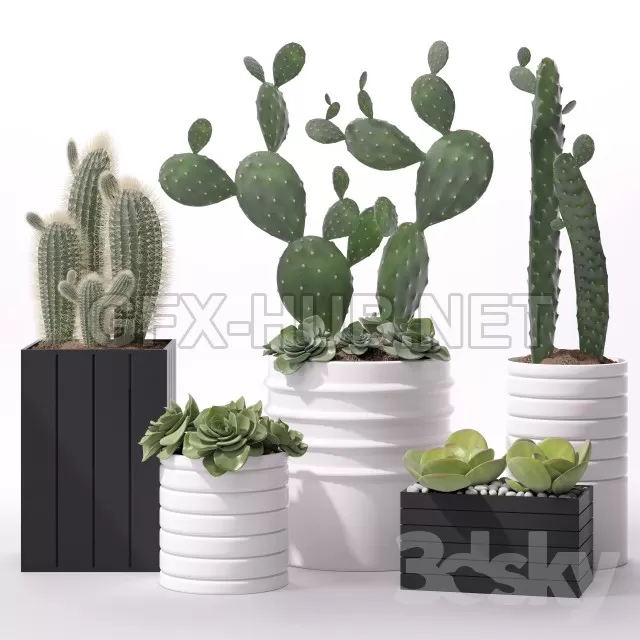 Contemporary Houseplants 2 – 211317
