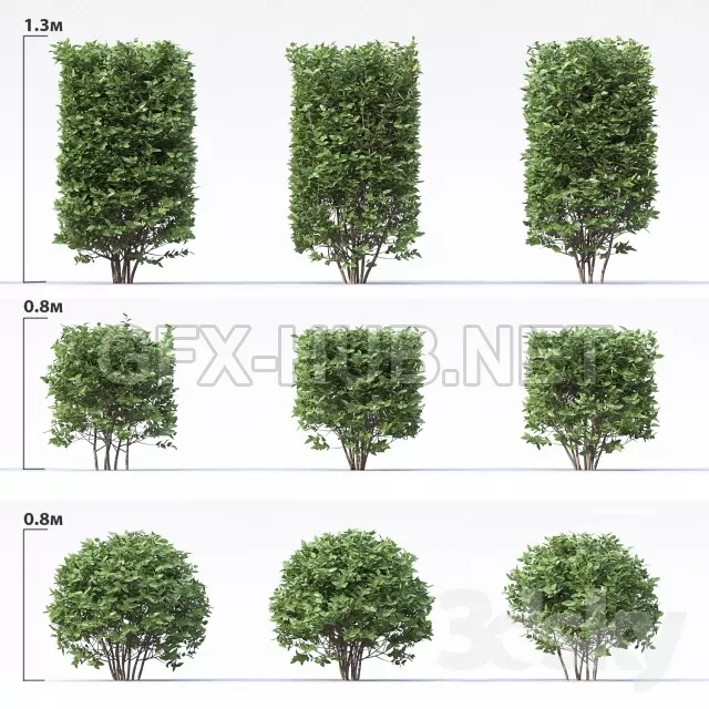 Cotoneous shiny Bushes – 211443