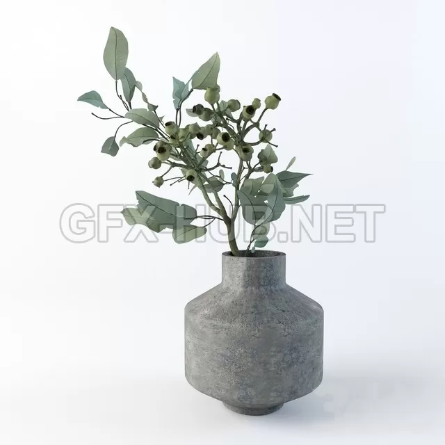 Eucalyptus robusta – 213907