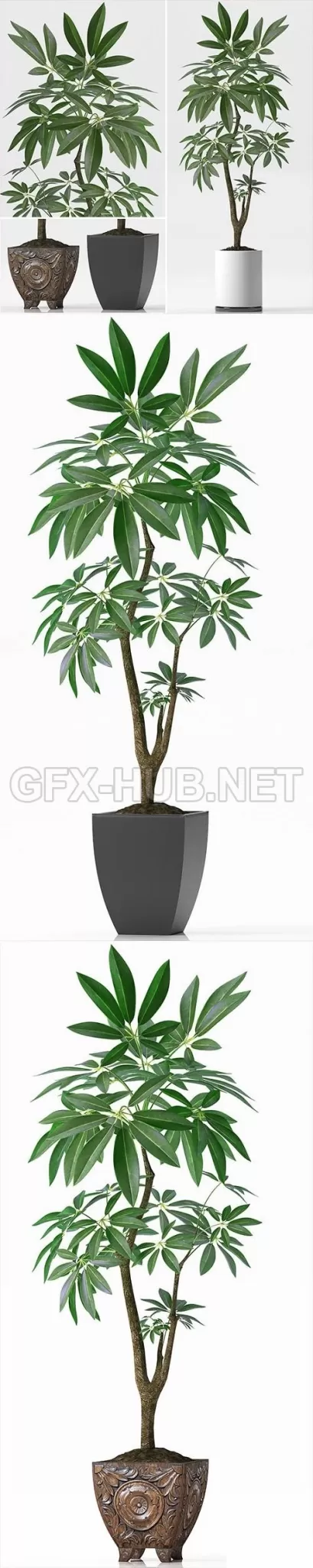 EVA PACHIRA AQUATICA PLANT 37 – 213929