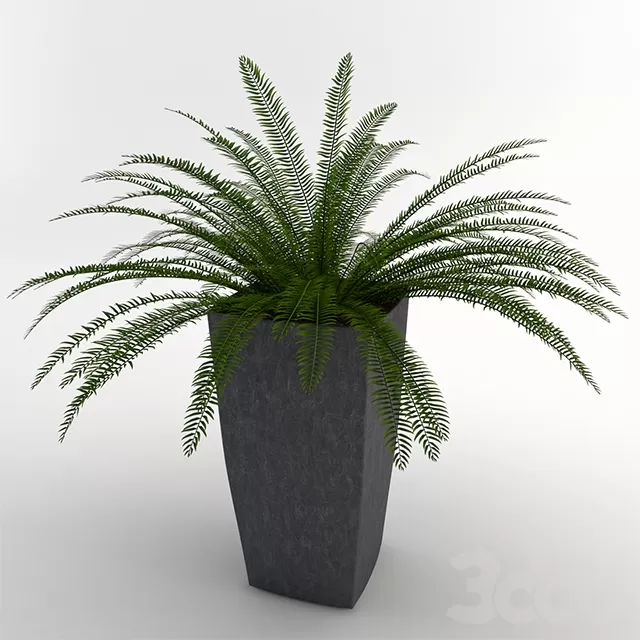 Fern – 214229