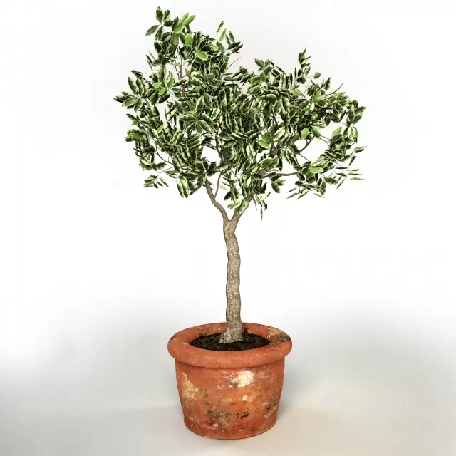 Ficus benjamina – 214267