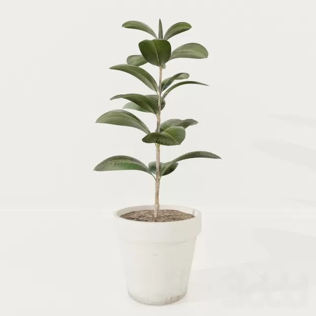 Ficus plant – 214283