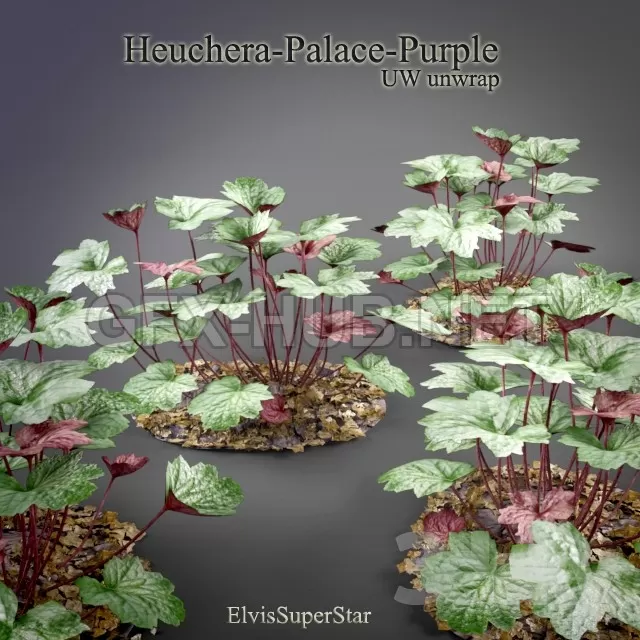 Heuchera – Palace – Purple – 216315