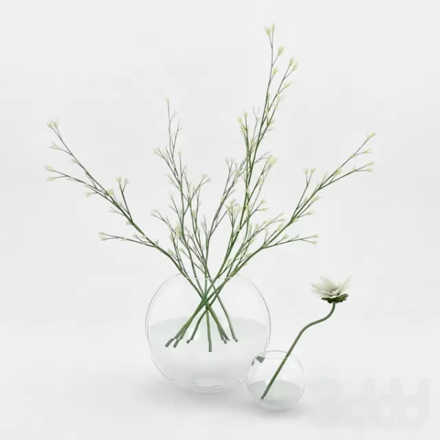 honeysuckle – 216455