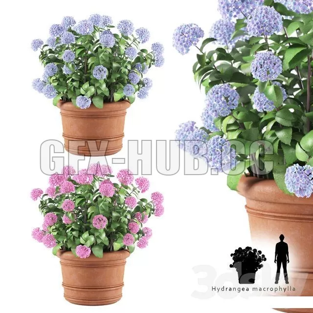 Hortense in a plant Hydrangea macrophylla – 216525