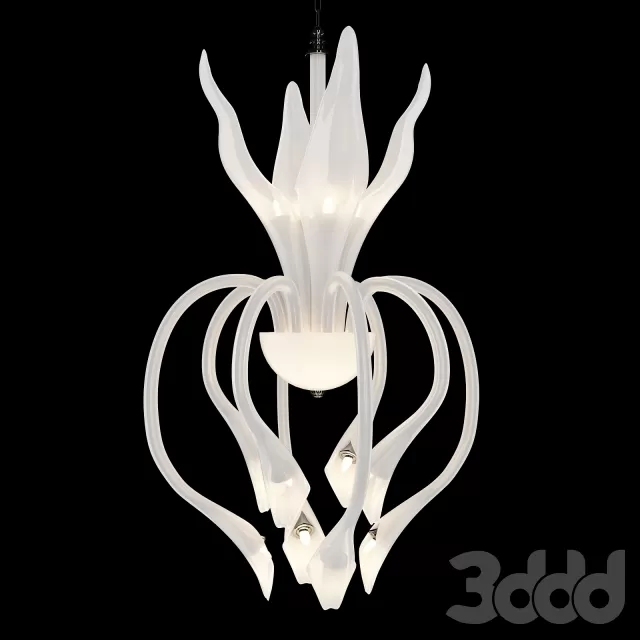 Iris Cristal borneo – 217295