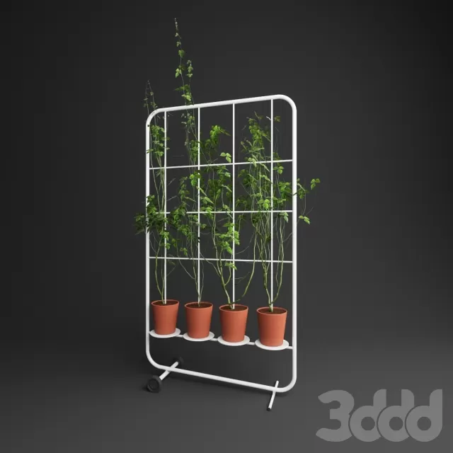 Ivy set 01 – 217373