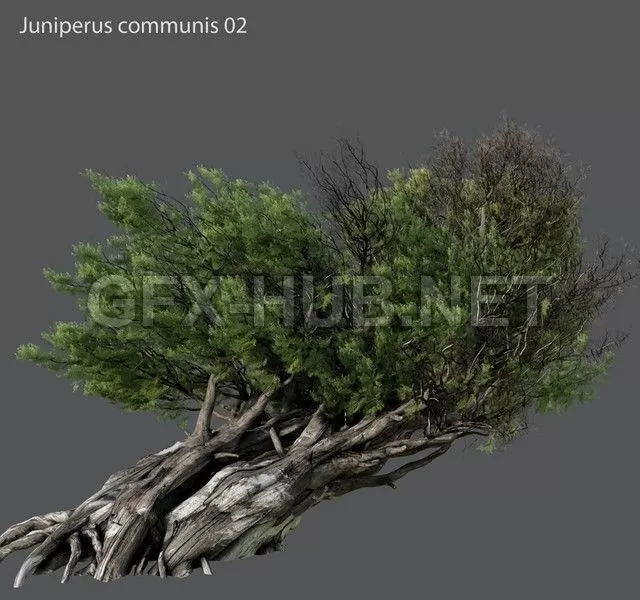 Juniper ordinary 02 H 10m – 217547