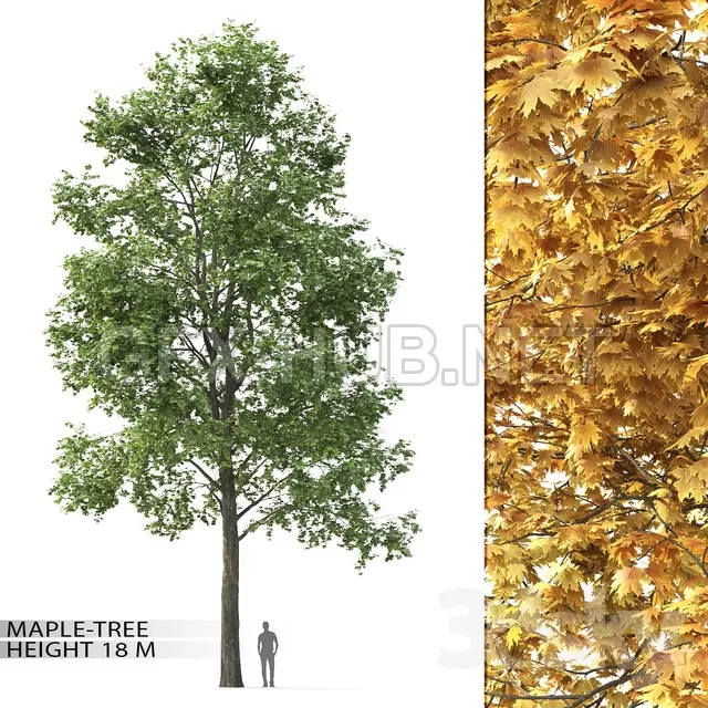 Maple No. 3 (18 m) – 219667