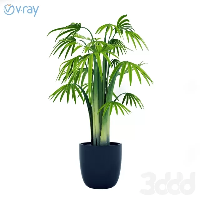 PALM PLANTS – 222043
