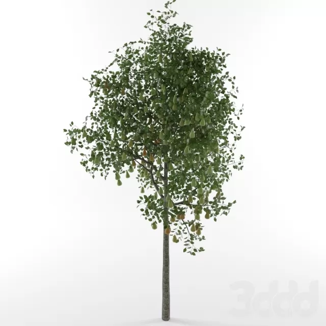 Pear tree – 222213