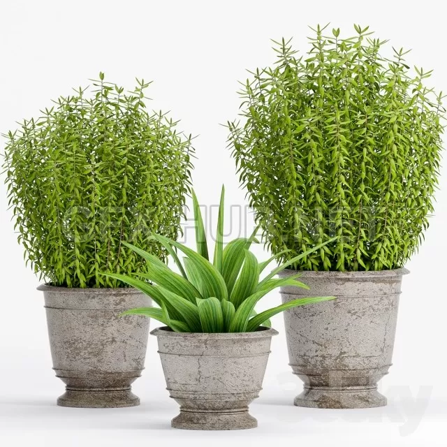 PLANT -18 – 222563