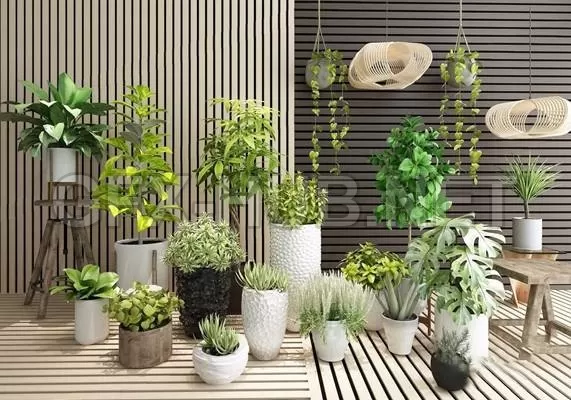 Plant Potted – 222581