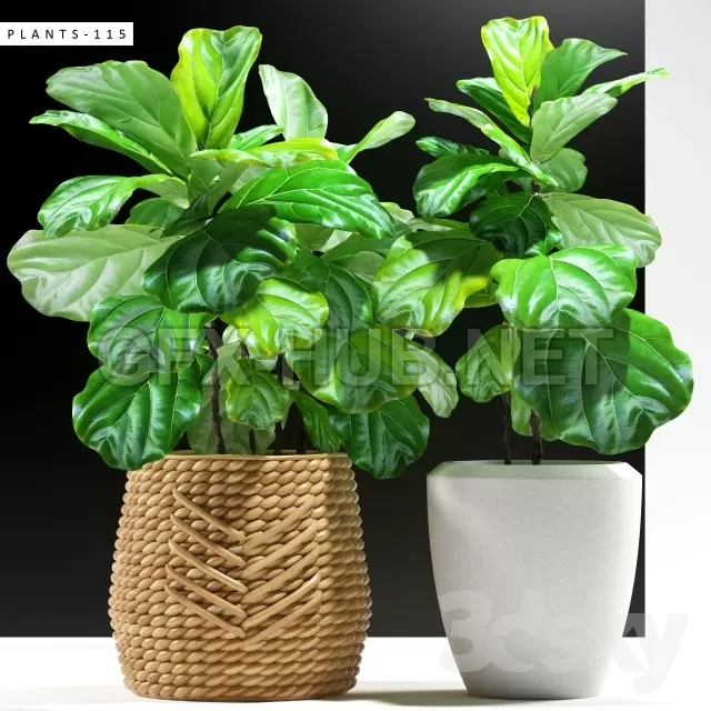 PLANTS 115 – 222607