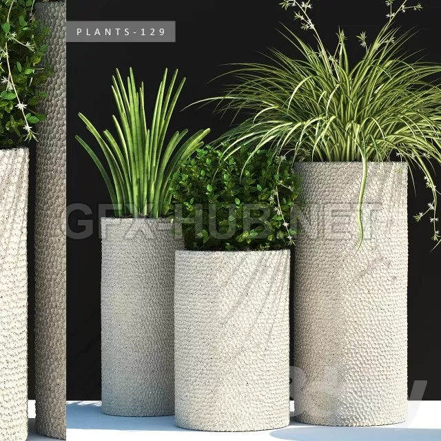 PLANTS 129 – 222609