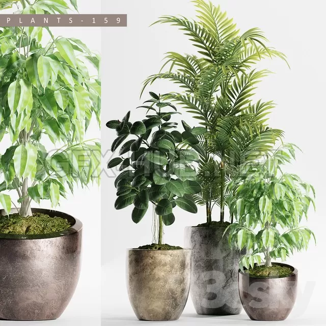 PLANTS 159 – 222613