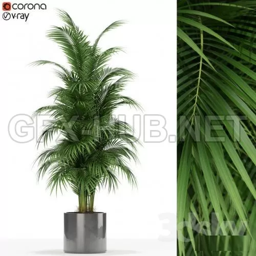 Plants collection 176 3D model – 222621
