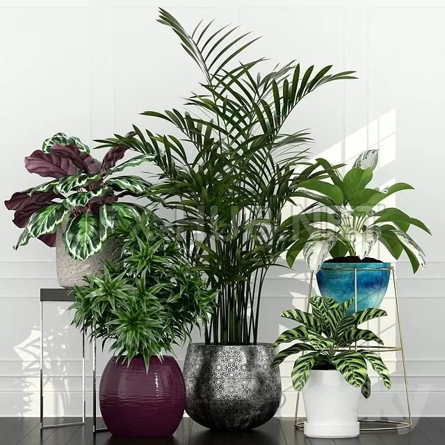 Plants collection 54 – 222627