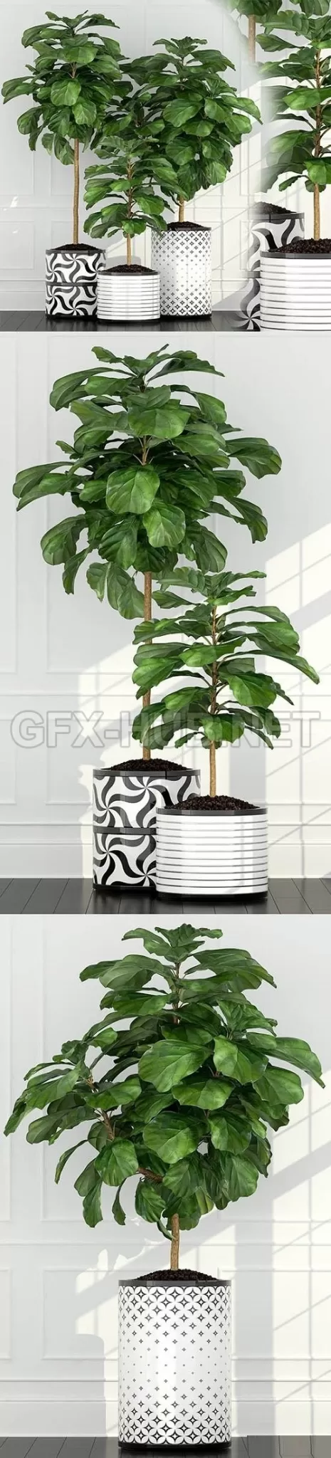 Plants Collection 89 – 222635