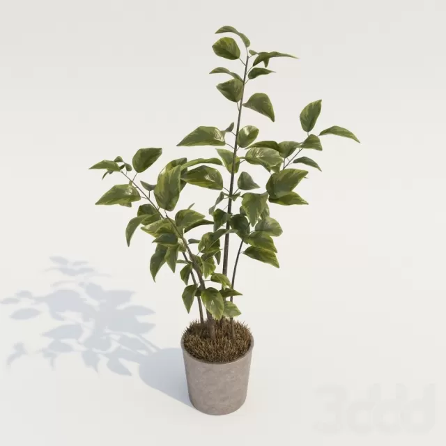 PN_Plant -Decor – 222747