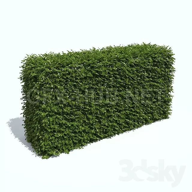 Regular hedges – 223637