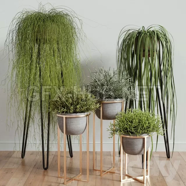 RHIPSALIS Set 02 – 223893