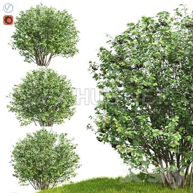 Rowan Aronia (Aronia) – 224263