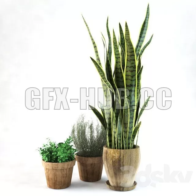Sansevieria – 224473