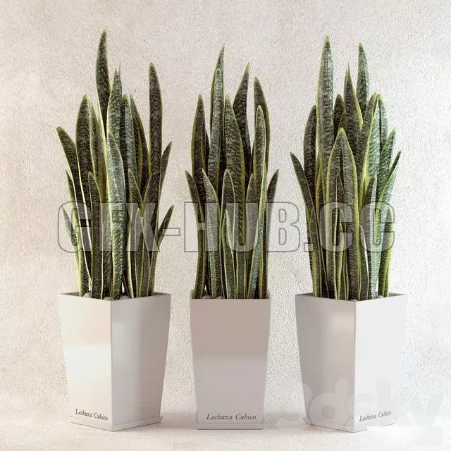 Sansevieriya – 224477