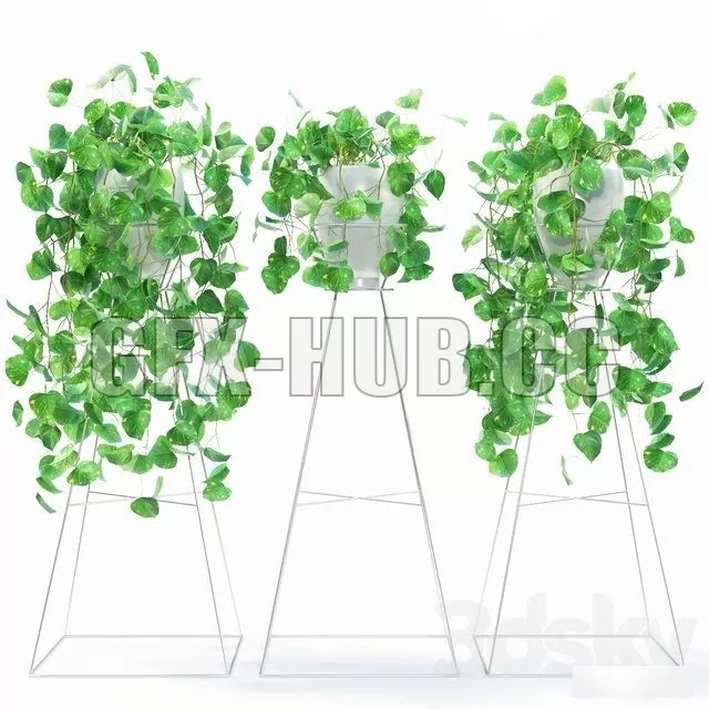 scindapsus – 224599