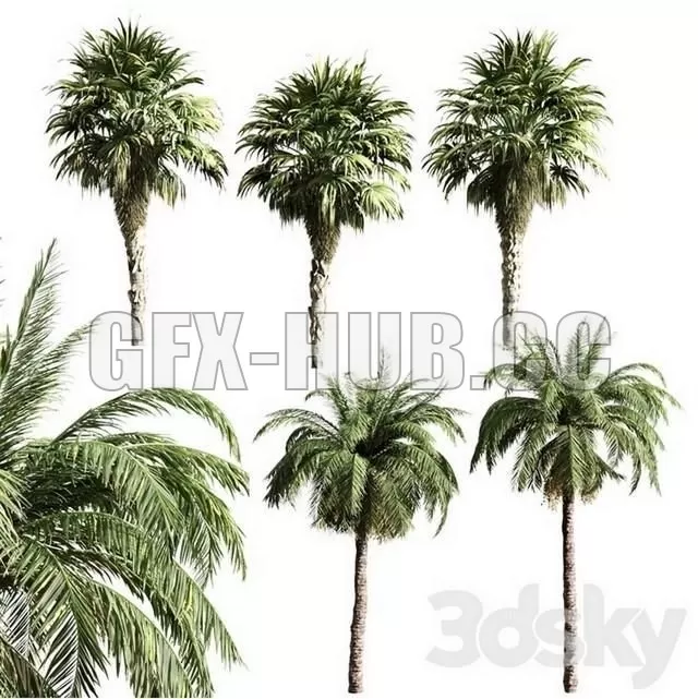 Set of Palms – 224831