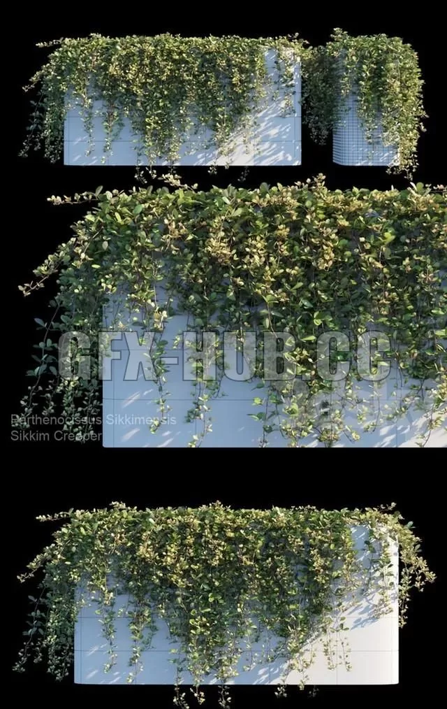 Sikkim Creeper – 225161