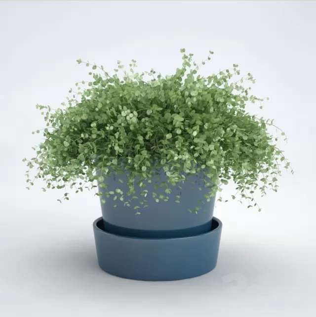 Soleyroliya – 225875