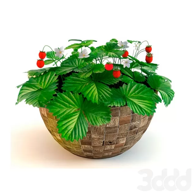 Strawberry – 226425