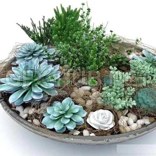 Succulent Composition Plants – 226493