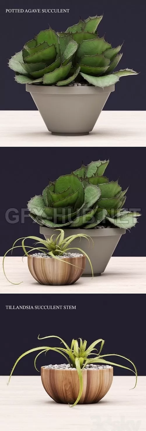 Succulents Plant – 226495