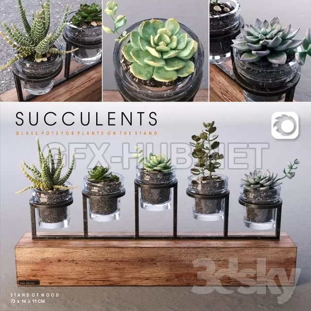 Succulents Plants Set – 226497