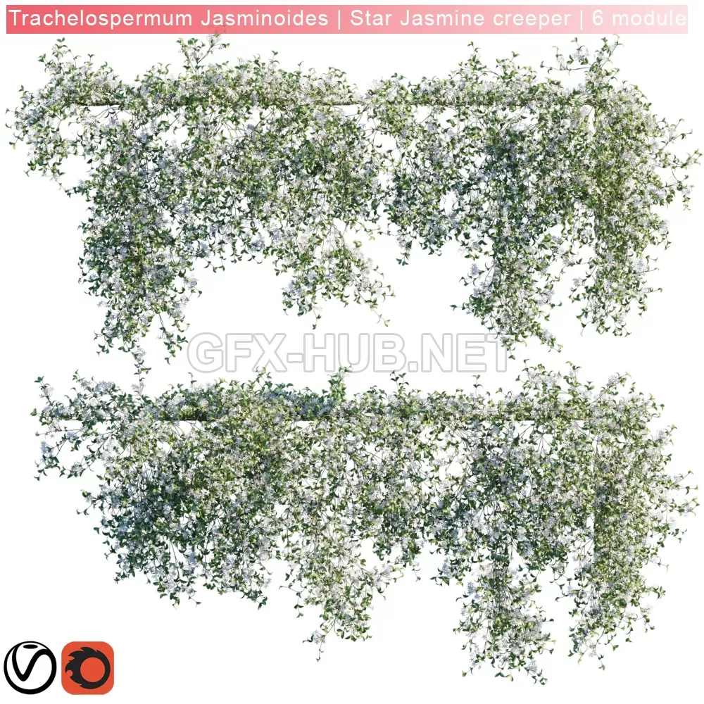 Trachelospermum Jasminoides Star Jasmine creeper 6 module 3D model – 227361