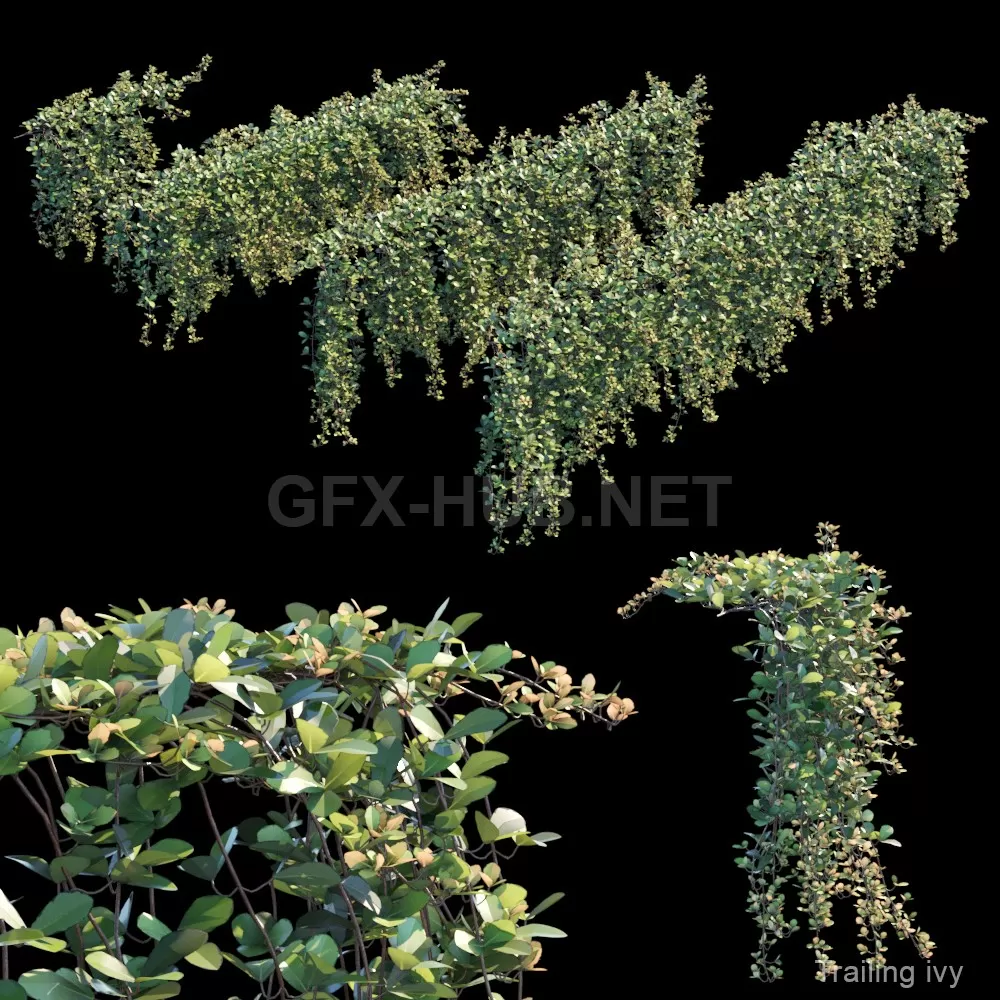 Trailing ivy 2 3d model – 227389
