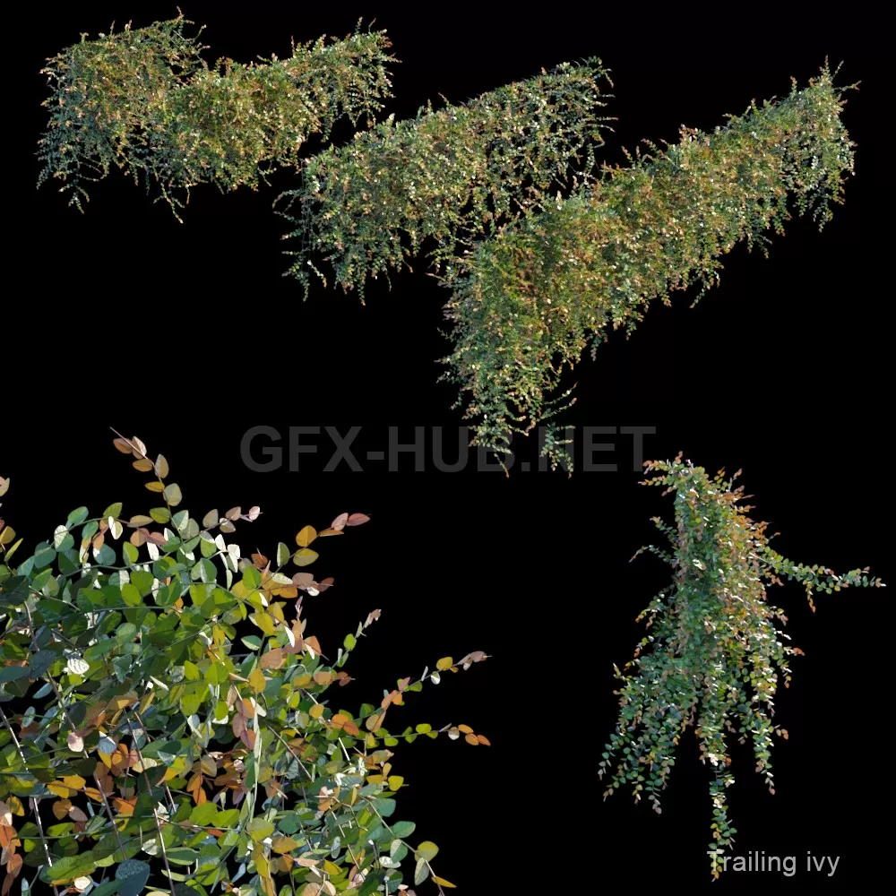 Trailing ivy 3 – 227391