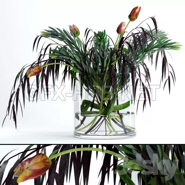 Tulips  Co – 227585