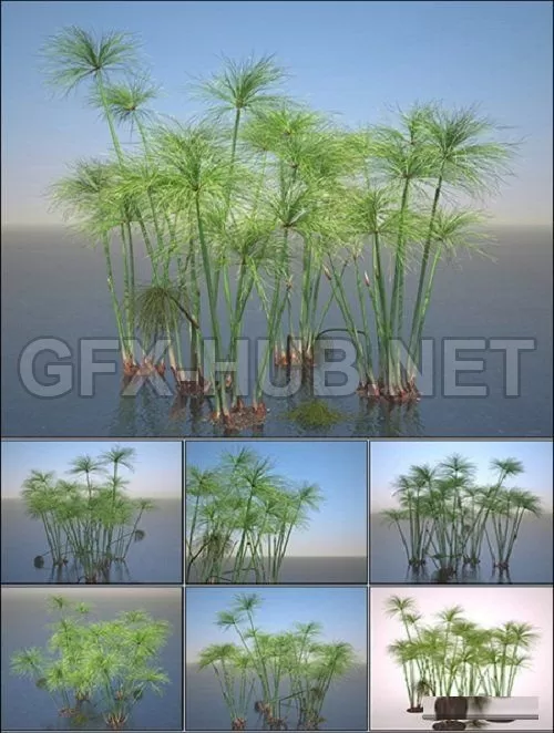 Turbo Cyperus Papyrus Set – 227605