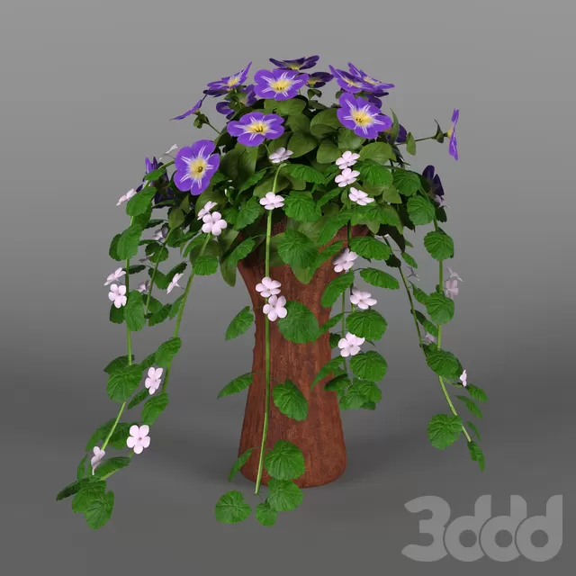 Бакопа с петунией – 229441