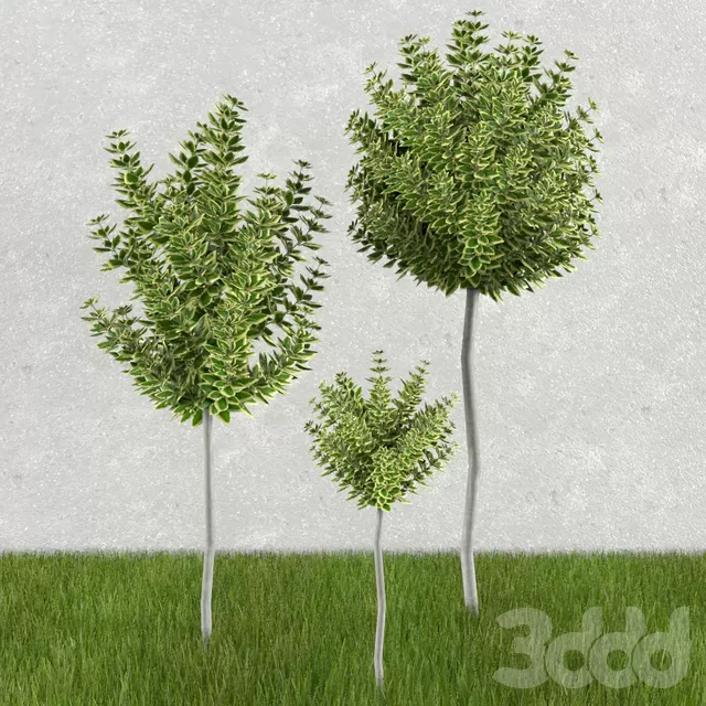 Бересклет на штамбе – 229661