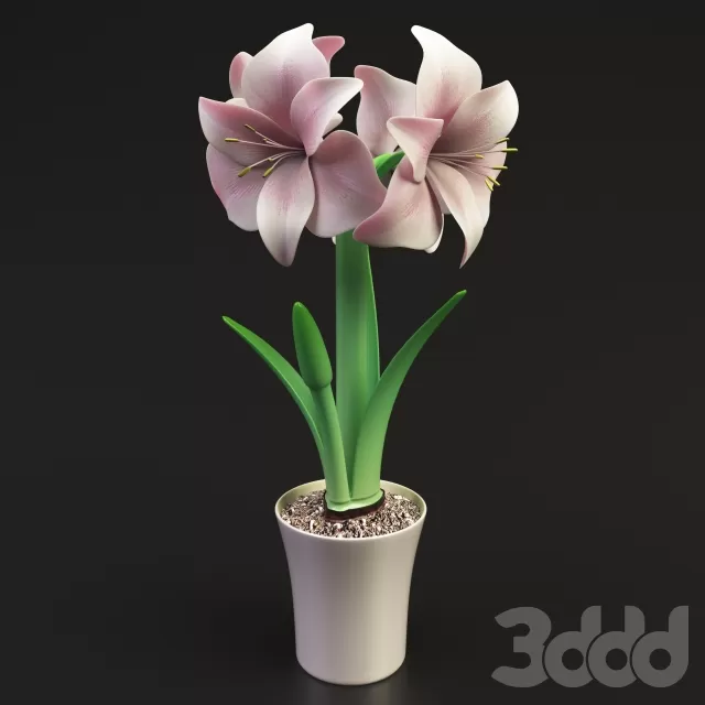 Гиппеаструм – 230461